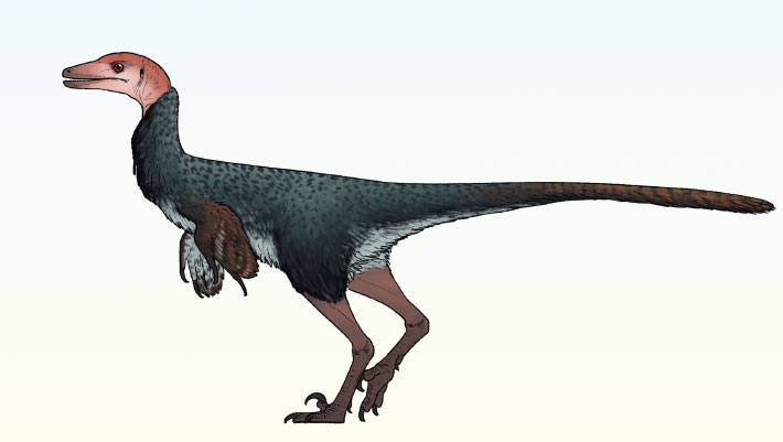 Thick-Skulled Troodontid Dinosaur Unearthed in Mexico