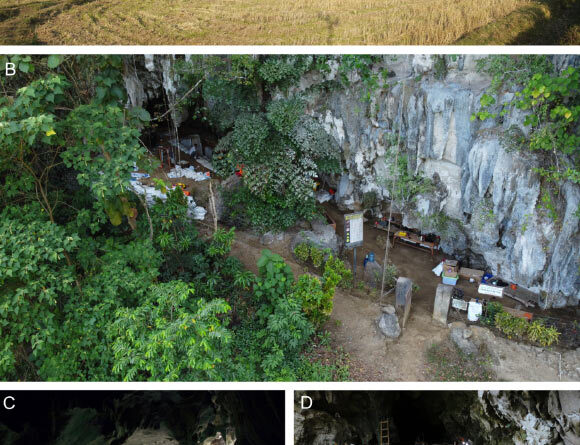 Enigmatic Hominins May Have Overlapped with Homo sapiens on Sulawesi