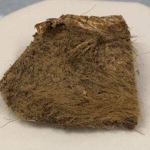 One of the last woolly rhinos to walk Earth was eaten by a wolf pup — and scientists have now sequenced its genome from the undigested meat