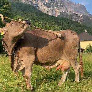 Researchers Observe Tool Use in Cattle for the First Time