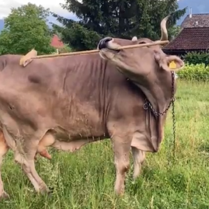 Ever seen a pet cow pick up a broom and scratch herself with it? You have now