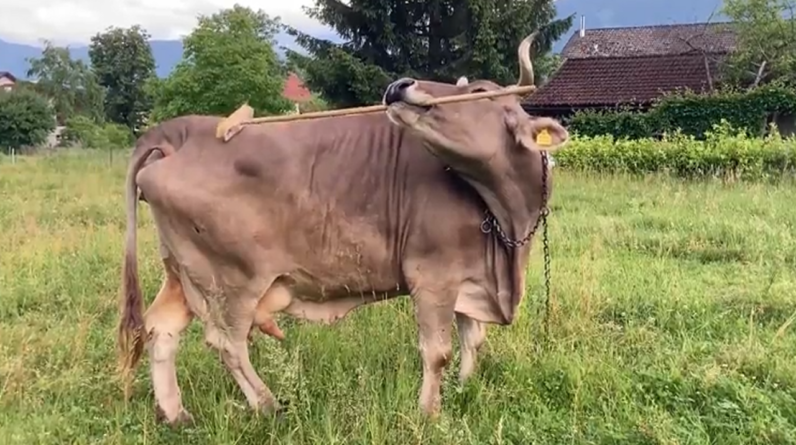 Ever seen a pet cow pick up a broom and scratch herself with it? You have now