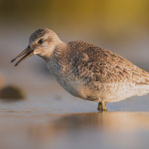 Fossil Shorebirds Tell New Story about Climate Change in Australia