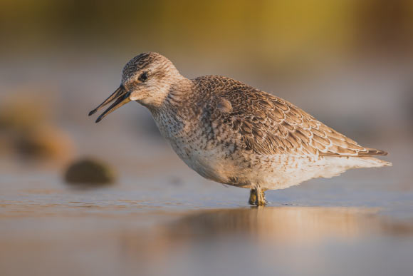 Fossil Shorebirds Tell New Story about Climate Change in Australia