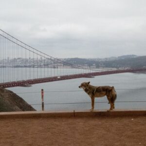 Coyote scrambles onto Alcatraz Island after perilous, never-before-seen swim