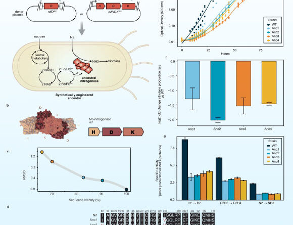 Biologists ‘Resurrect’ 3.2-Billion-Year-Old Enzyme