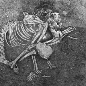 2,500 years ago, people in Bulgaria ate dog meat at feasts and as a delicacy, archaeological study finds