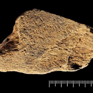 480,000-year-old ax sharpener is the oldest known elephant bone tool ever discovered in Europe
