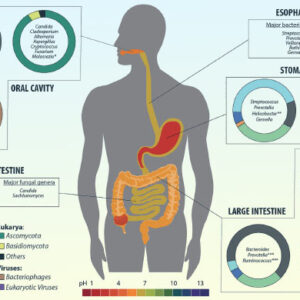 Genes Tie Gut Motility to Surprising Nutrient: Vitamin B1