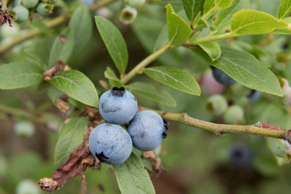 Wild Blueberries Show Promise in Fight against Heart Disease and Diabetes