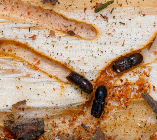 Fungus could be the insecticide of the future