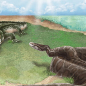 Giant Pythons Once Lived in Taiwan