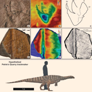 230-Million-Year-Old Dinosaur Footprint is Australia’s Oldest: Study