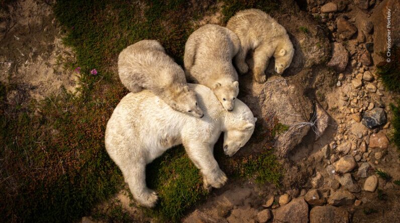 Grim photo captures polar bear mom and cubs resting in mud in summer heat