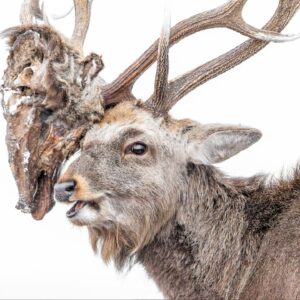 A deer carrying the rotting head of its vanquished foe and a playful lynx shortlisted for Wildlife Photographer of the Year Nuveen People’s Choice Award