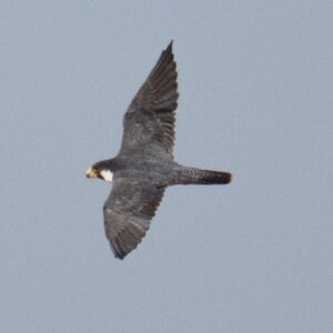 Extraordinary photo captures first appearance of Siberian peregrine falcon in Australia’s arid center