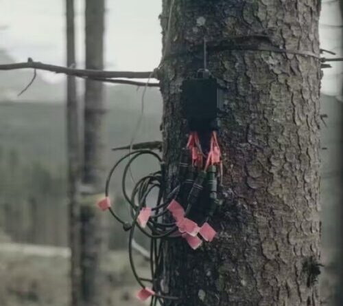 New critique debunks claim that trees can sense a solar eclipse