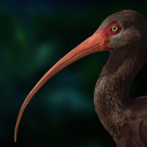 Extinct Hawaiian Ibis Had Unusually Small Eyes and Limited Visual Capacity, Study Says