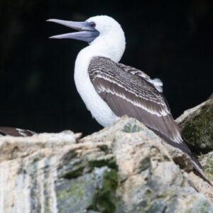 Did seabird poop fuel rise of Chincha in Peru?