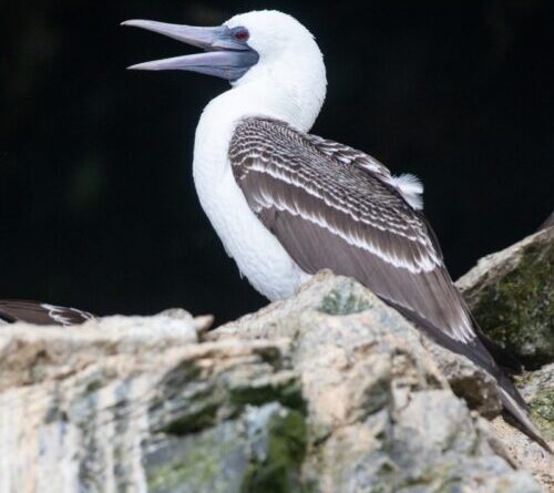 Did seabird poop fuel rise of Chincha in Peru?