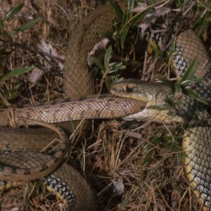 Snakes keep evolving into cannibals — here’s what scientists think is going on