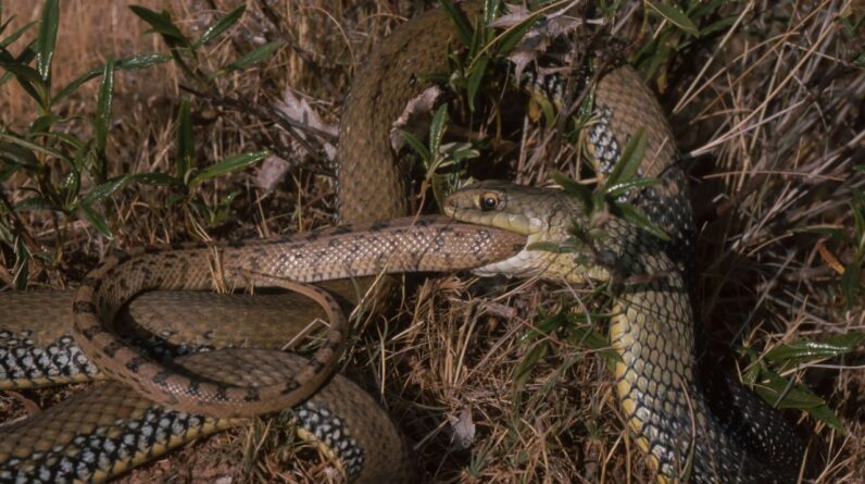 Snakes keep evolving into cannibals — here’s what scientists think is going on