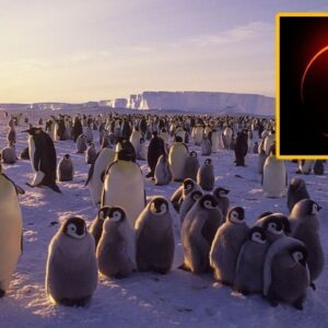 Lucky few to see ‘ring of fire’ solar eclipse over Antarctica on Feb. 17