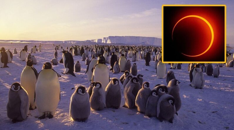 Lucky few to see ‘ring of fire’ solar eclipse over Antarctica on Feb. 17