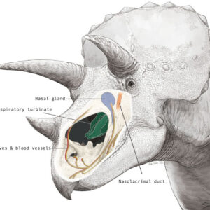 Triceratops’ Oversized Nasal Cavities Played Roles Far Beyond Smell, Paleontologists Find