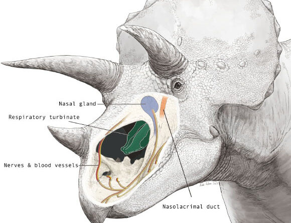 Triceratops’ Oversized Nasal Cavities Played Roles Far Beyond Smell, Paleontologists Find