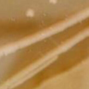 Multidrug-Resistant Bacterial Strain Found Preserved in 5,000-Year-Old Cave Ice