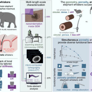Remarkable Sense of Touch in Elephant’s Trunk Isn’t Just about Muscles or Nerves: Study