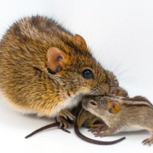 Scientists find genetic ‘switch’ in mice that turns caring dads into violent brutes