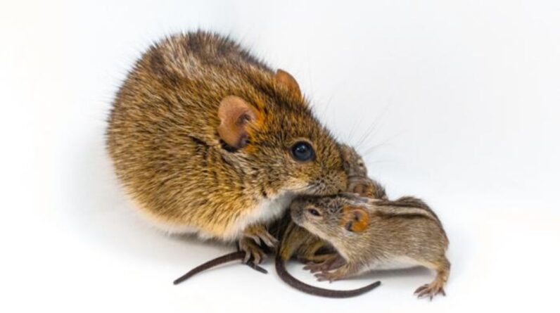 Scientists find genetic ‘switch’ in mice that turns caring dads into violent brutes