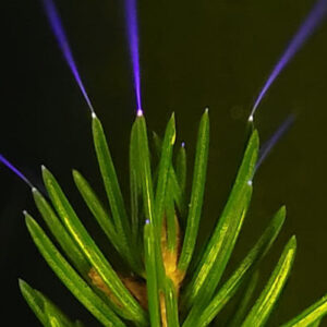 Scientists Observe Electrical Discharges on Trees under Thunderstorms