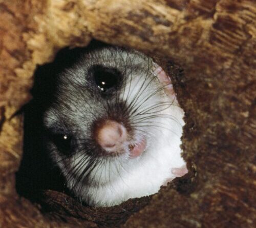 The strange animals that control their body heat