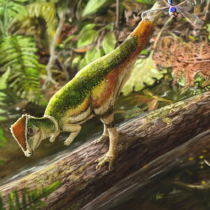 Rare Fossil of Baby Dome-Headed Dinosaur Unearthed in Canada