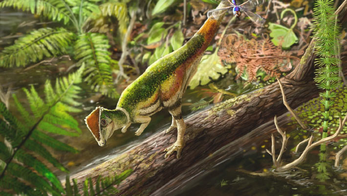 Rare Fossil of Baby Dome-Headed Dinosaur Unearthed in Canada