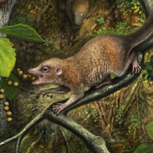 Southernmost Fossils of Earliest Primate Relative Unearthed in Colorado