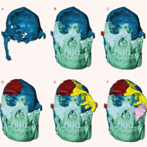 Scientists Digitally Reconstruct Face of ‘Little Foot’