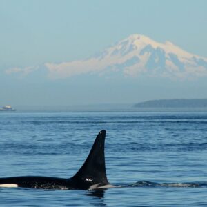 Chewed-up orca fins on Russian beach point to cannibalism, and scientists say it may explain why some pods are so tight-knit