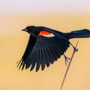 Birds are declining faster and faster in 3 US hotspots, new study finds