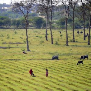 ‘Seeing how important agriculture was for daily livelihoods, and how uncertain and precarious agriculture had become in these times, it just made me feel very passionate about working on this issue’