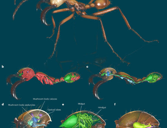 Entomologists Create Digital Library of Global Ant Diversity
