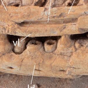 New Giant Mosasaur Species Discovered in Morocco