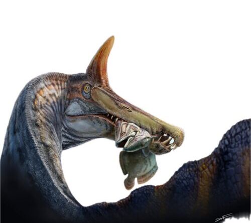 A unicorn-like Spinosaurus found in the Sahara