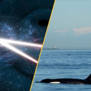 Science news this week: Cannibal orcas in Russia, oracle bones that reveal climate disaster in ancient China, humming black holes and a barefoot volcanologist