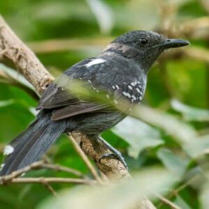 Two New Bird Species Identified in Amazonia