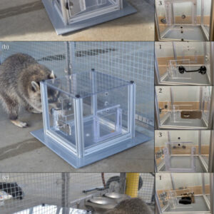 Study: Raccoons Don’t Just Solve Puzzles for Food, They Do It for Fun
