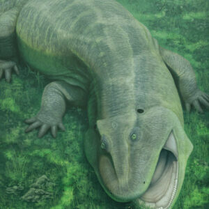 275-Million-Year-Old Amphibian Relative with Twisted Jaws Rewrites Early Tetrapod Diets